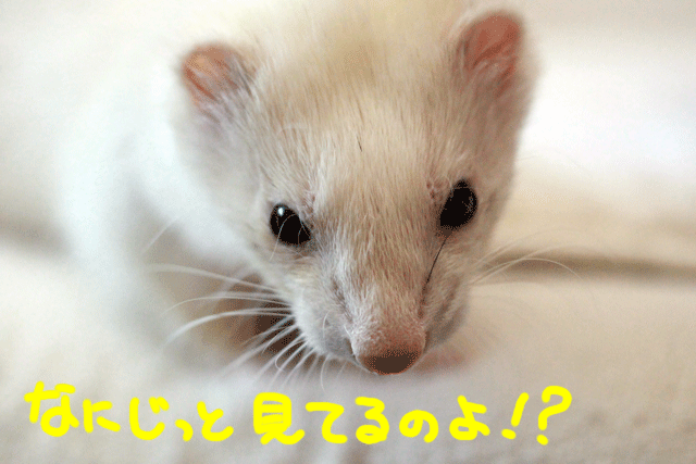 141210d.gif