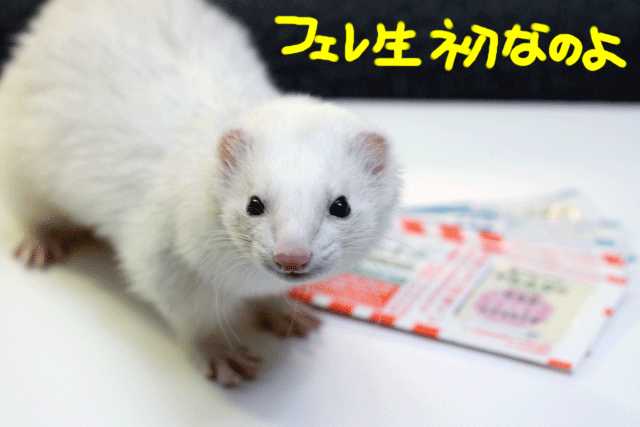 141212a.gif