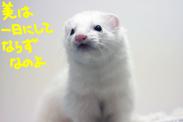 141217a.gif