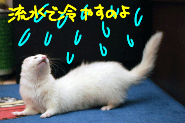 141218g.gif