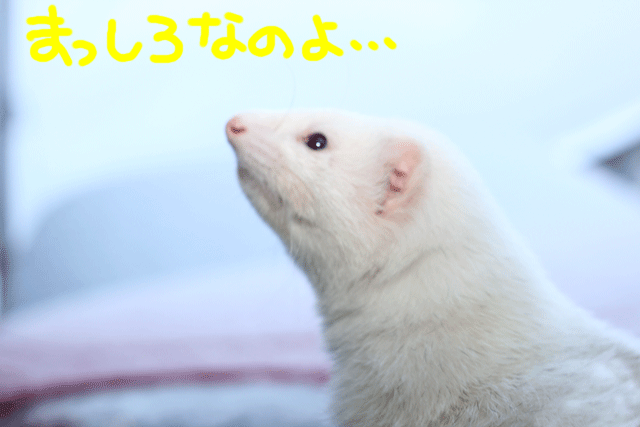 141219a.gif
