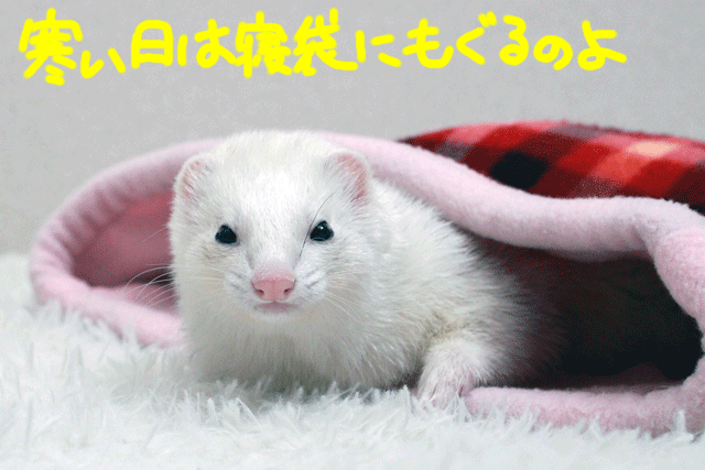 141219b.gif
