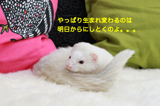 141223d.gif