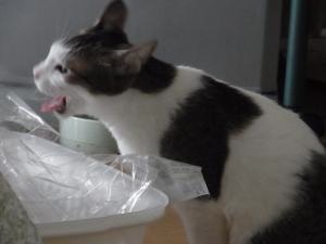 発表猫縮小3