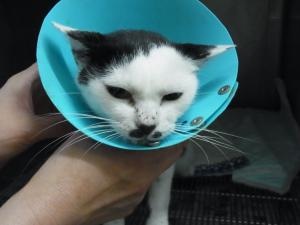 どらえもんはなこ縮小2