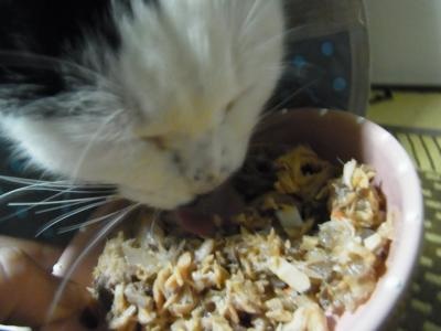 はなこ手術3縮小