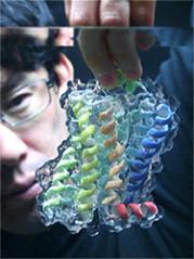 タンパク質3D模型