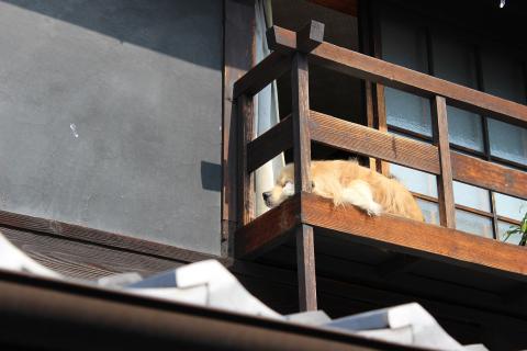 dog.jpg