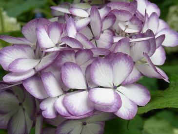 taro120624 010 2