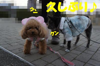 DSC07278_convert_20130107224047.jpg
