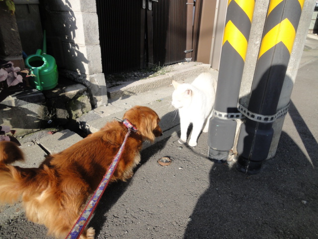 くおん&ぶちにゃん