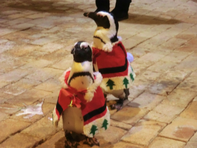 2412256.jpg