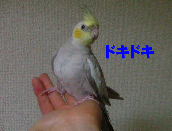 風、登場