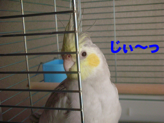 じぃ~っと