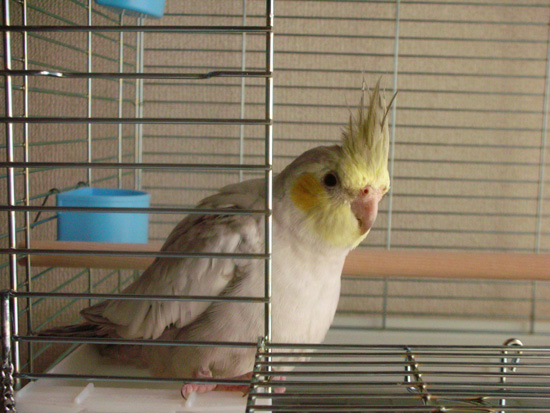 おいで~