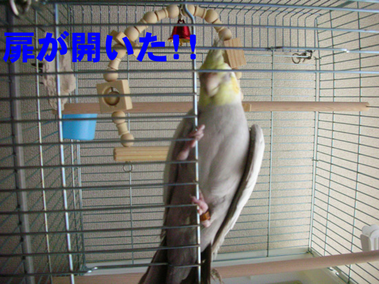おいで