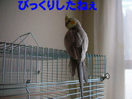 本当だよ