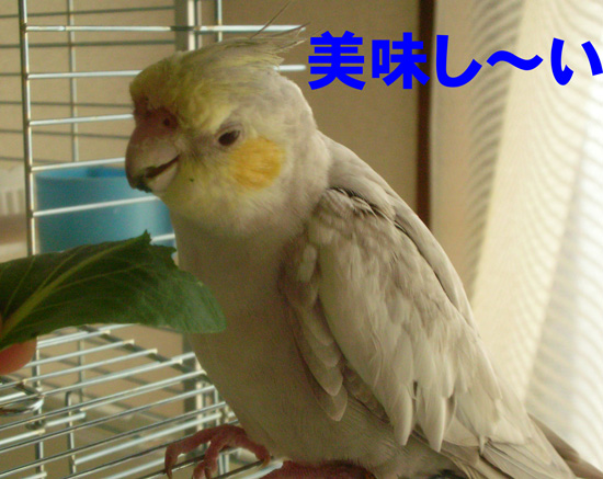 いっぱい食べてね