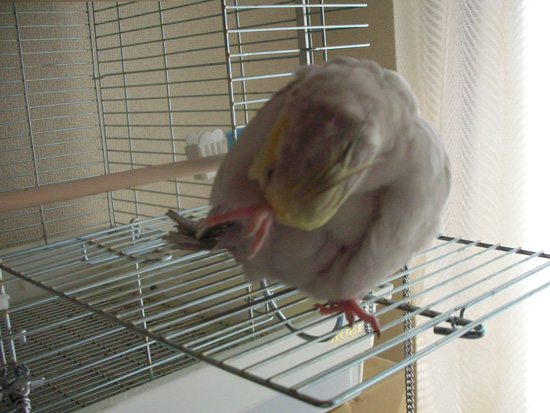 ふふふ