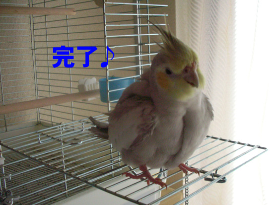 文鳥とはまた違う動き!!
