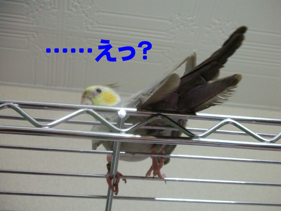 見えないし!!
