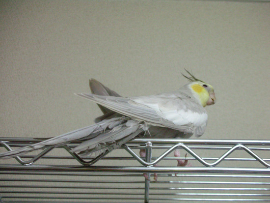 ラックの上に