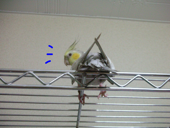 おちりが見えるかも!!