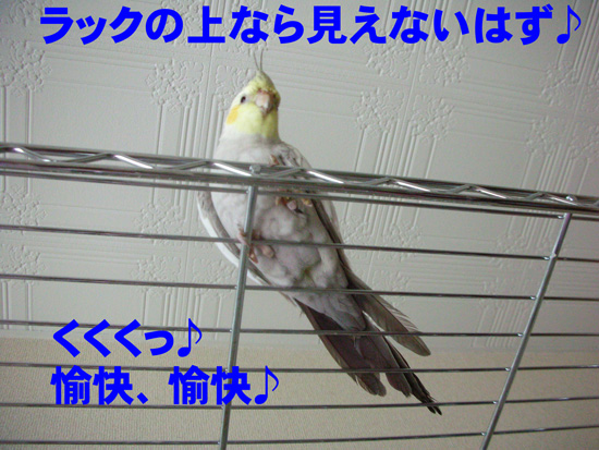 いえ、見えてます