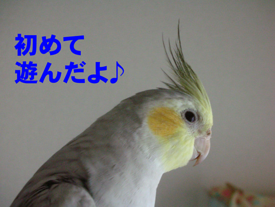 ね~