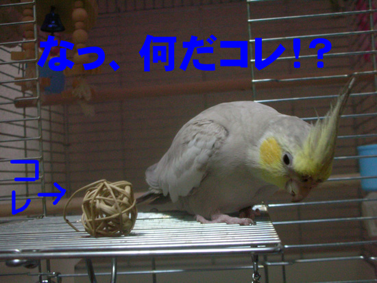 マンチボールだよ~