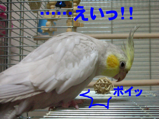 えっ、ポイ!?