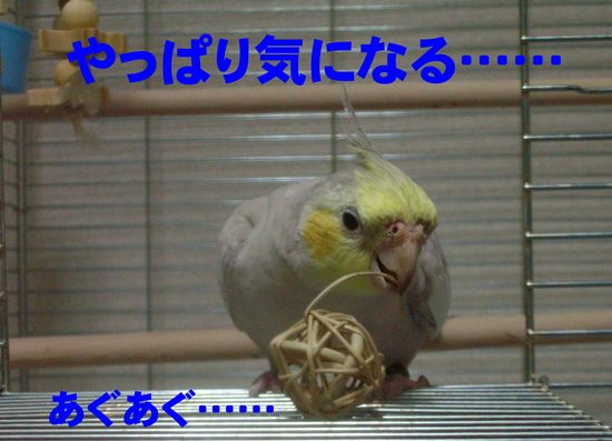 あっ、戻って来た