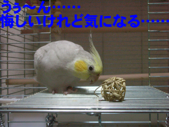 悔しがらなくても