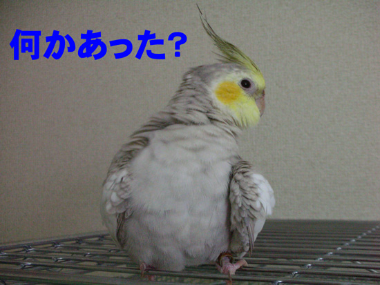 あったでしょ~