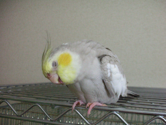 本当に鳥ですか!?
