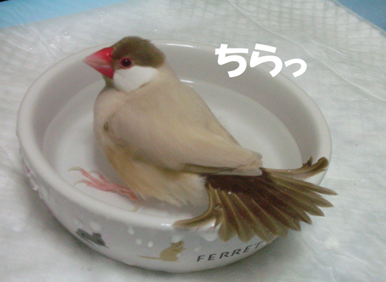 シナモン文鳥女子の紋