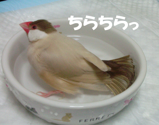 しきりに何かを気にしている