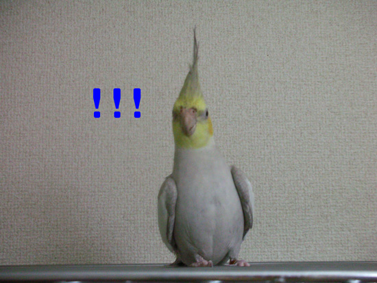 冠羽ピーン!
