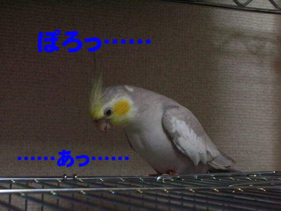 ぽろっと