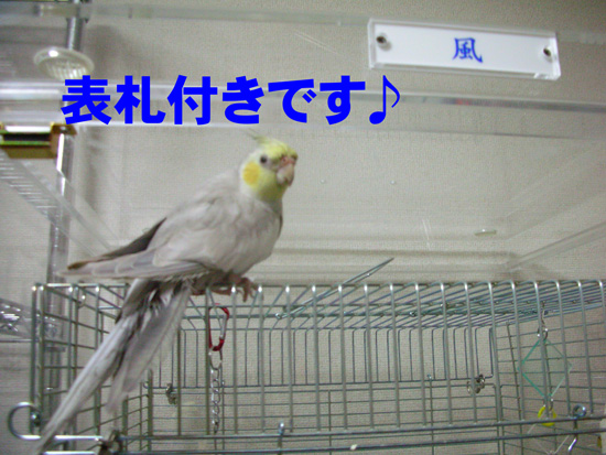 ネームプレート嬉しい♪