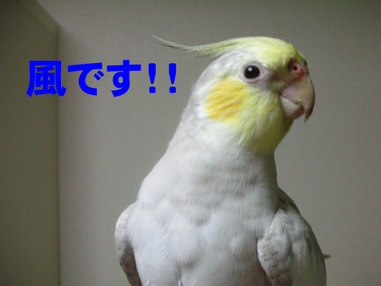 風
