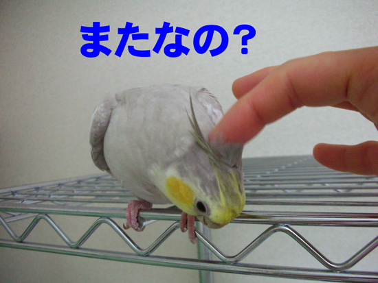 なでなでさせて~
