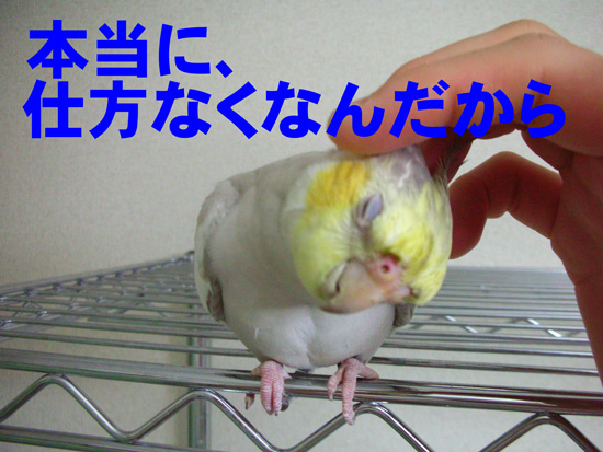なでなで