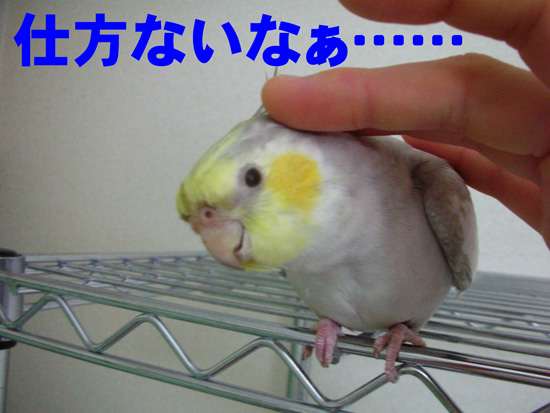 カキカキ