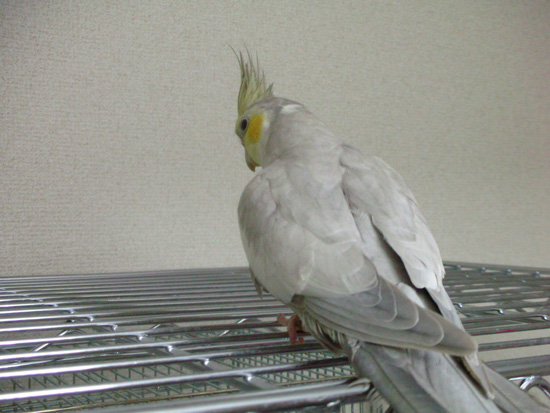 冠羽ピーン