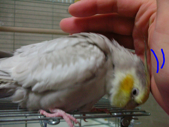 撫でていいのかな???