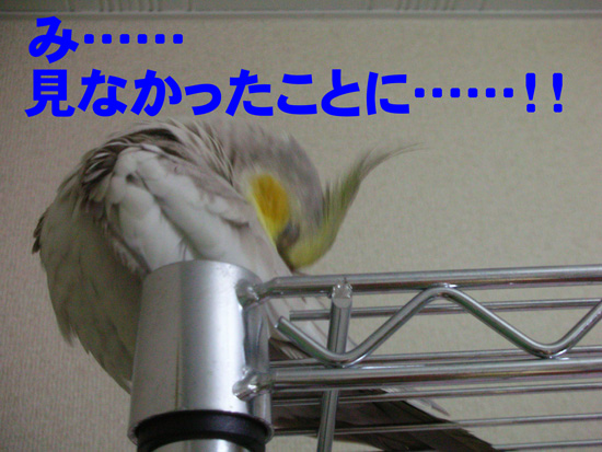 見なかったことに!?