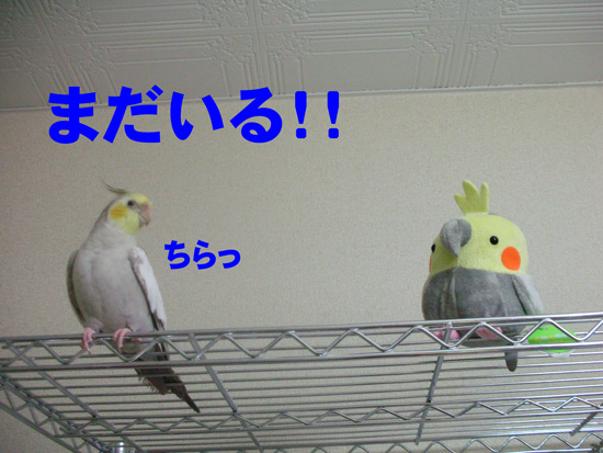 さっきの今だしね~