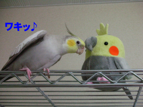 気に入ったのかな