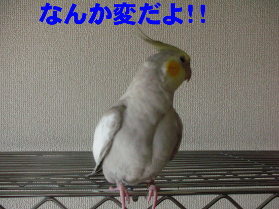 キョロキョロ